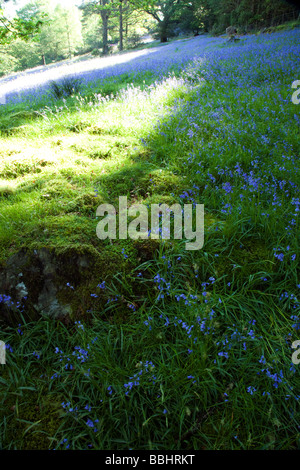 Openland près du village de Bethgelert avec masses de blue bells printemps floraison dans le soleil matinal de la création d'un beau paysage, le Pays de Galles Banque D'Images
