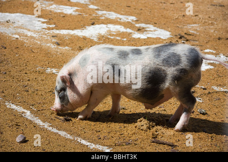 Jeune cochon dans la porcherie Banque D'Images