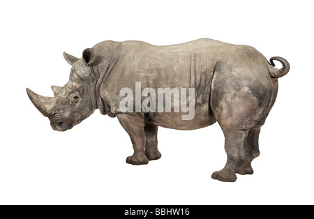 Rhinocéros blanc ou Square lipped rhinoceros Ceratotherium simum 10 ans devant un fond blanc Banque D'Images