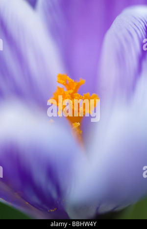 CROCUS VERNUS PICKWICK CLOSE UP Banque D'Images