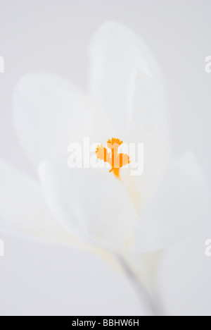 CROCUS VERNUS JEANNE D ARC Banque D'Images