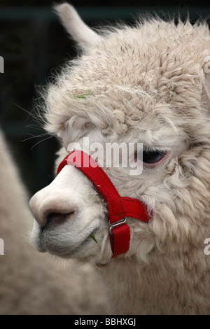 Gros plan d'une tête d'alpaga prise au Royal Bath and West Show, Shepton Mallet, Somerset, Angleterre, Royaume-Uni Banque D'Images