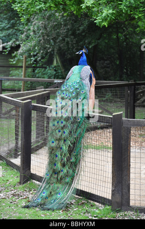 Peacock Pavo cristatus, homme, Banque D'Images