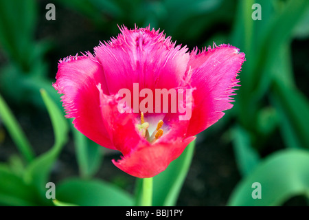 Tulipes colorées Tulipa remplir les jardins en face de la salle à manger à Chautauqua Park Boulder Colorado USA Banque D'Images