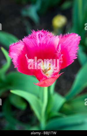 Tulipes colorées Tulipa remplir les jardins en face de la salle à manger à Chautauqua Park Boulder Colorado USA Banque D'Images