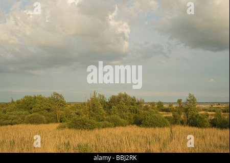 Oostvaardersplassen, Pays-Bas Banque D'Images