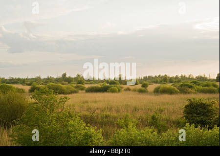 Oostvaardersplassen, Pays-Bas Banque D'Images