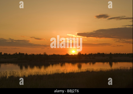 Oostvaardersplassen, Pays-Bas Banque D'Images