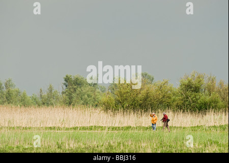 Oostvaardersplassen, Pays-Bas Banque D'Images