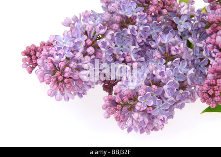 Flieder auf weiss lilas blanc sur 04 Banque D'Images