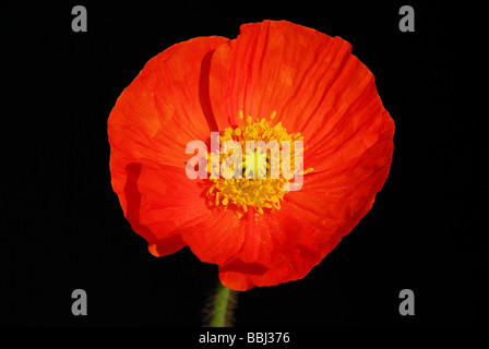 Isländischer Mohn 02 Banque D'Images