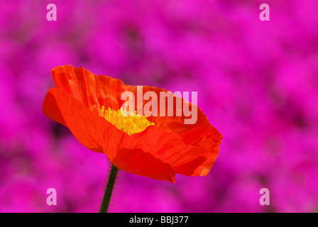 Isländischer Mohn Islande poppy 04 Banque D'Images