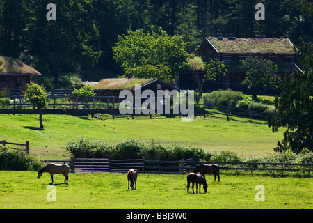 Ferme sur l'île Orcas Washington USA Banque D'Images