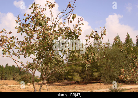 La montagne au sud d'Hébron Israël pistachier Pistacia vera dans la forêt Yatir Banque D'Images