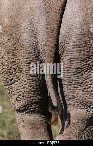 Le rhinocéros blanc Ceratotherium simum Sweetwaters Laikipia Kenya Afrique de l'Est Banque D'Images