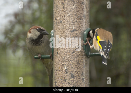 Le Moineau domestique (Passer domesticus) et un chardonneret jaune (Carduelis carduelis) sur un jardin mangeoire pour oiseaux. Banque D'Images