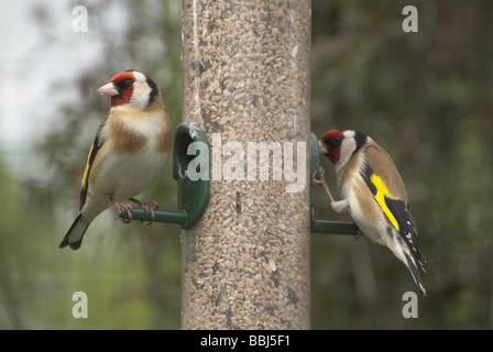 Deux Chardonneret (Carduelis carduelis) de la famille des Fringillidae sur un jardin mangeoire pour oiseaux. Banque D'Images