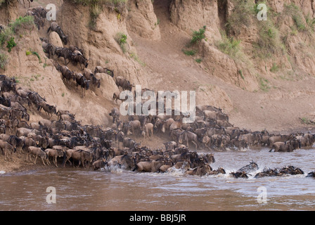 La migration des gnous traversant la rivière Mara Bleu Connochaetes taurinus albojubatus Masai Mara NATIONAL RESERVE Afrique Kenya Banque D'Images