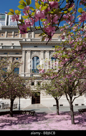 Les arbres à Sargents flétri partiellement cerisier (Prunus sargentii), Alte Oper à Francfort retour, Francfort, Hesse, Germany, Europe Banque D'Images