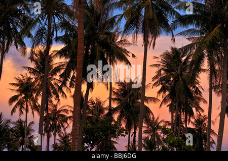 Palmiers contre le ciel du soir, rouge coucher du soleil de l'atmosphère, Phu Quoc, Vietnam, Asie Banque D'Images