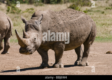 Le rhinocéros blanc Ceratotherium simum Sweetwaters Laikipia Kenya Afrique de l'Est Banque D'Images