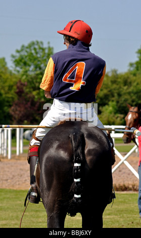 Polo poney et cavalier Banque D'Images