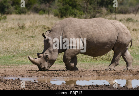 Le rhinocéros blanc Ceratotherium simum Sweetwaters Laikipia Kenya Afrique de l'Est Banque D'Images