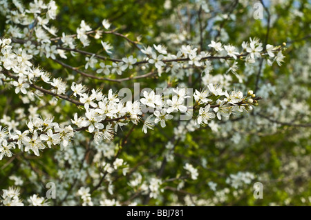 dh Crataegus monogyna HAWTHORN UK FLORA White Blossom Floraison hawthorn bush hedge bloom gros plan sur les branches Banque D'Images
