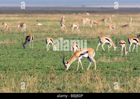 Gazelle de Thomson - Parc National de Serengeti, Tanzanie Banque D'Images