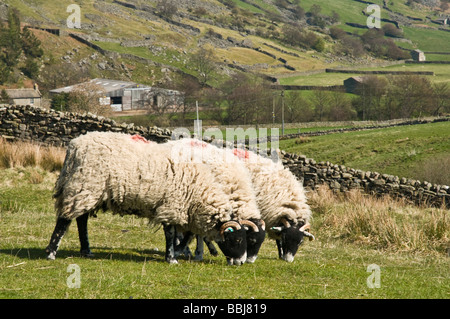 dh BREBIS Royaume-Uni Yorkshire Dales National Park brebis paissant sur l'herbe de moorland royaume-uni blackface troupeau Banque D'Images