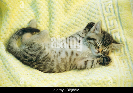 Chat domestique. Tabby kitten sleeping on towel Banque D'Images