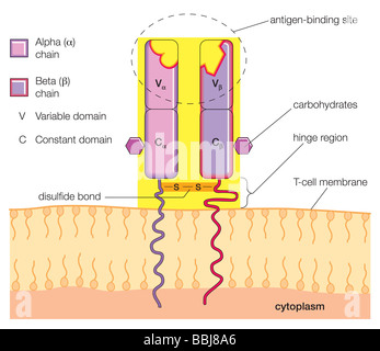 La structure de base d'un T-cell antigen receptor. Banque D'Images