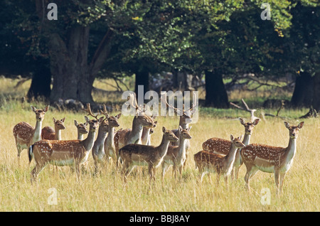 Daims et oursons sur prairie / Dama dama Banque D'Images