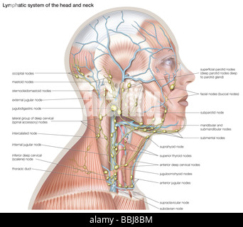 Le système lymphatique de la tête et du cou permet de se défendre contre l'infection par la fourniture de lutte contre la maladie des cellules appelées lymphocytes. Banque D'Images