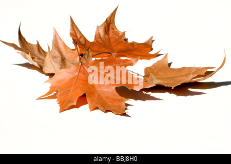 Les feuilles d'automne close-up Banque D'Images