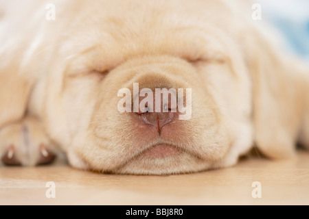 Labrador Retriever dog - chiot - dormir Banque D'Images