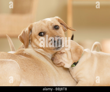 Labrador Retriever chien et chiot Banque D'Images