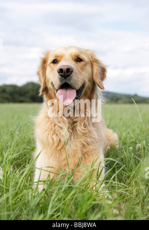 Golden Retriever dog - lying on meadow Banque D'Images