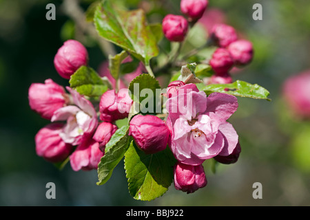 Malus sylvestris Pommier - Banque D'Images