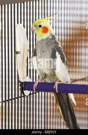 Cockatiel Nymphicus hollandicus / en cage Banque D'Images