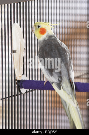 (Nymphicus hollandicus Cockatiel) dans une cage Banque D'Images