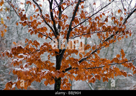 Hêtre européen ou le hêtre commun (Fagus sylvatica). Le tronc, les branches et les feuilles en automne. Banque D'Images