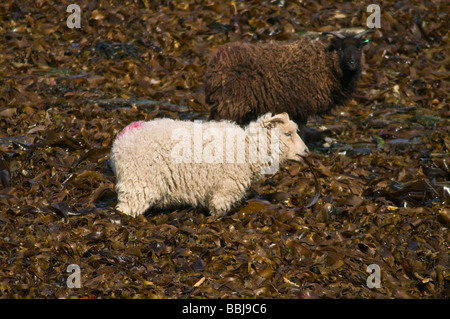 dh NORD RONALDSAY ORKNEY Nord Ronaldsay moutons noirs et blancs manger des animaux de varech d'algues Banque D'Images