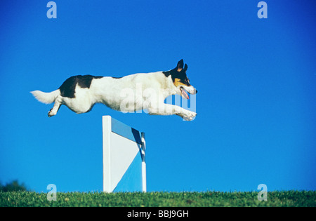 Agility : half breed dog - sauts d'obstacle de plus Banque D'Images