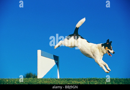 Agility : half breed dog - sauts d'obstacle de plus Banque D'Images