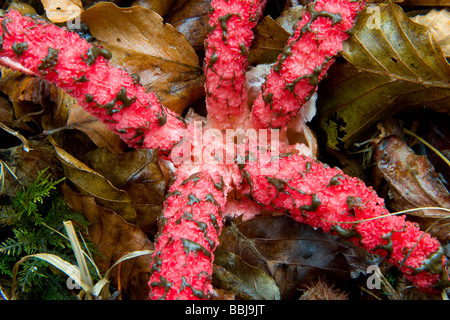 Phalle impudique (Clathrus archeri Octopus - Anthurus archeri ) Banque D'Images