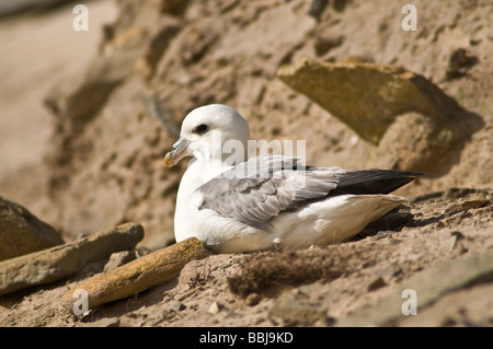 Oiseaux du Royaume-Uni d'oiseaux Fulmar dh niché sur une plage de sable de la faune d'oiseaux de la banque l'Orkney Ecosse Banque D'Images