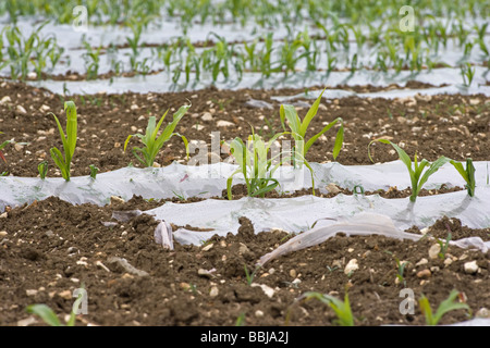 La culture du maïs sous plastique pour utilisation comme fourrage d'hiver pour les vaches laitières Banque D'Images