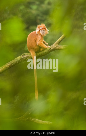 Trachypithecus auratus auratus langur de Java Apenheul captif Pays-Bas Banque D'Images