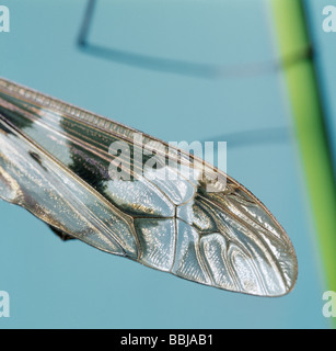 Ailes d'un grand Européen Cranefly / Tipula maxima Banque D'Images
